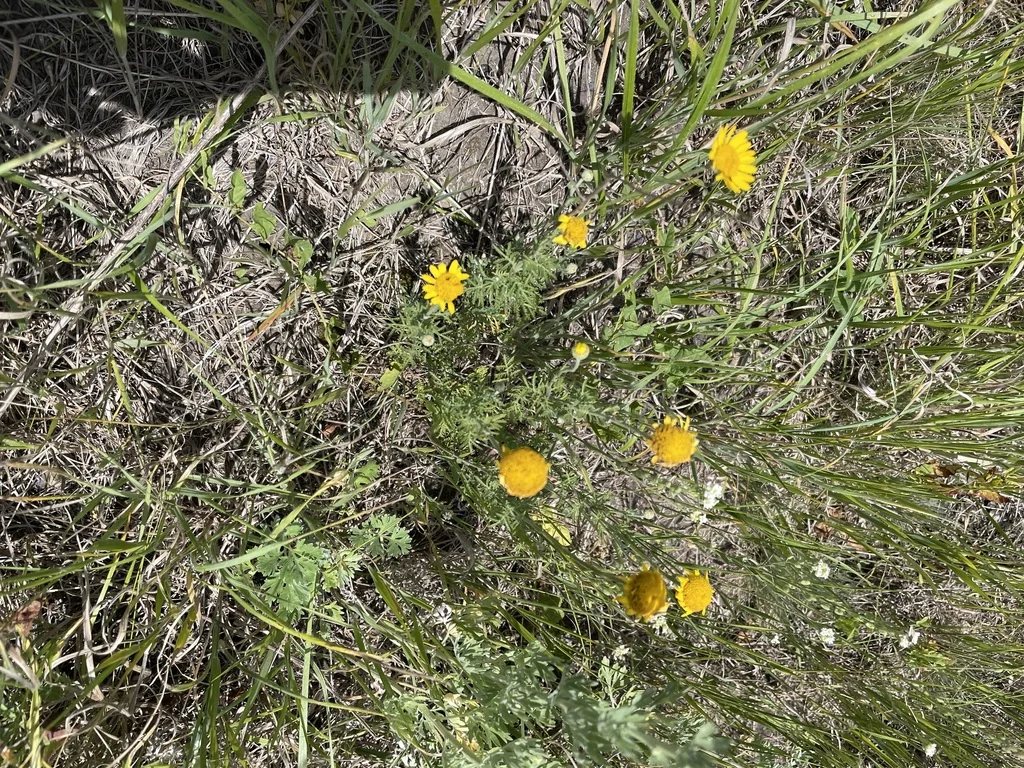 Anthemis Tinctoria
