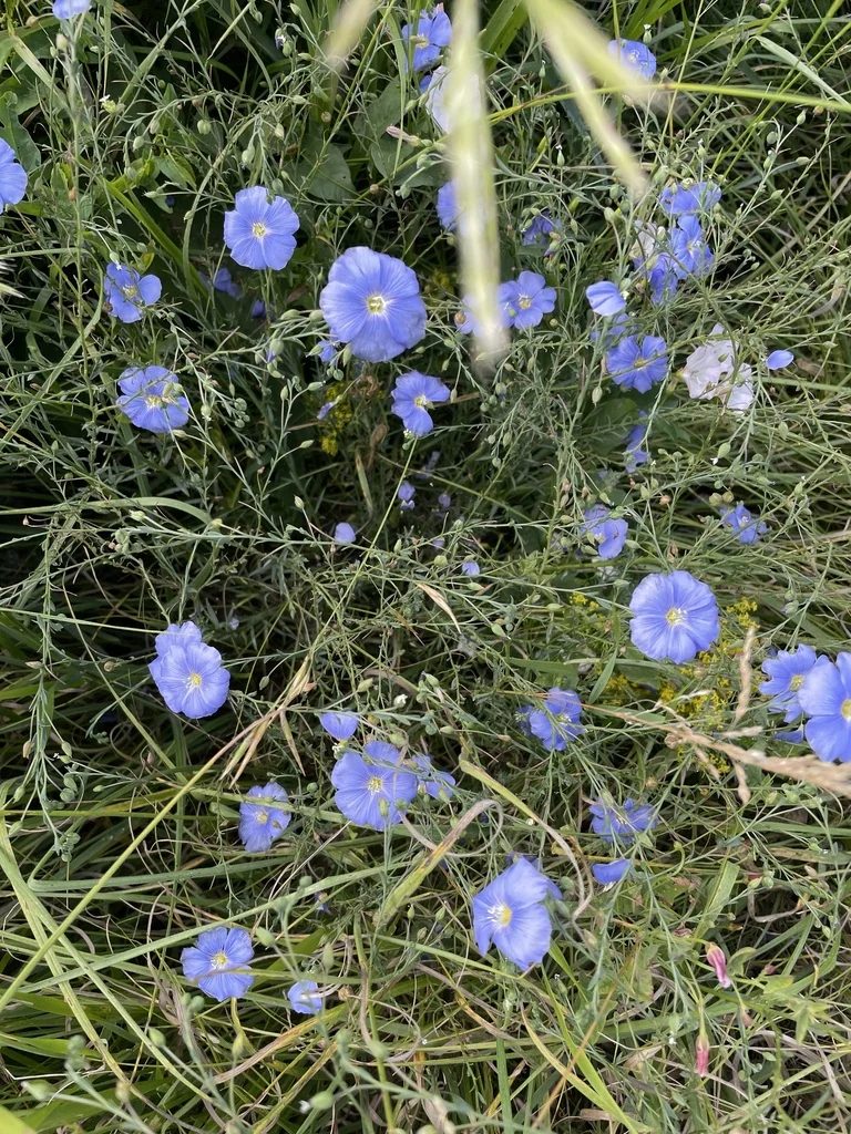 Linum Perenne