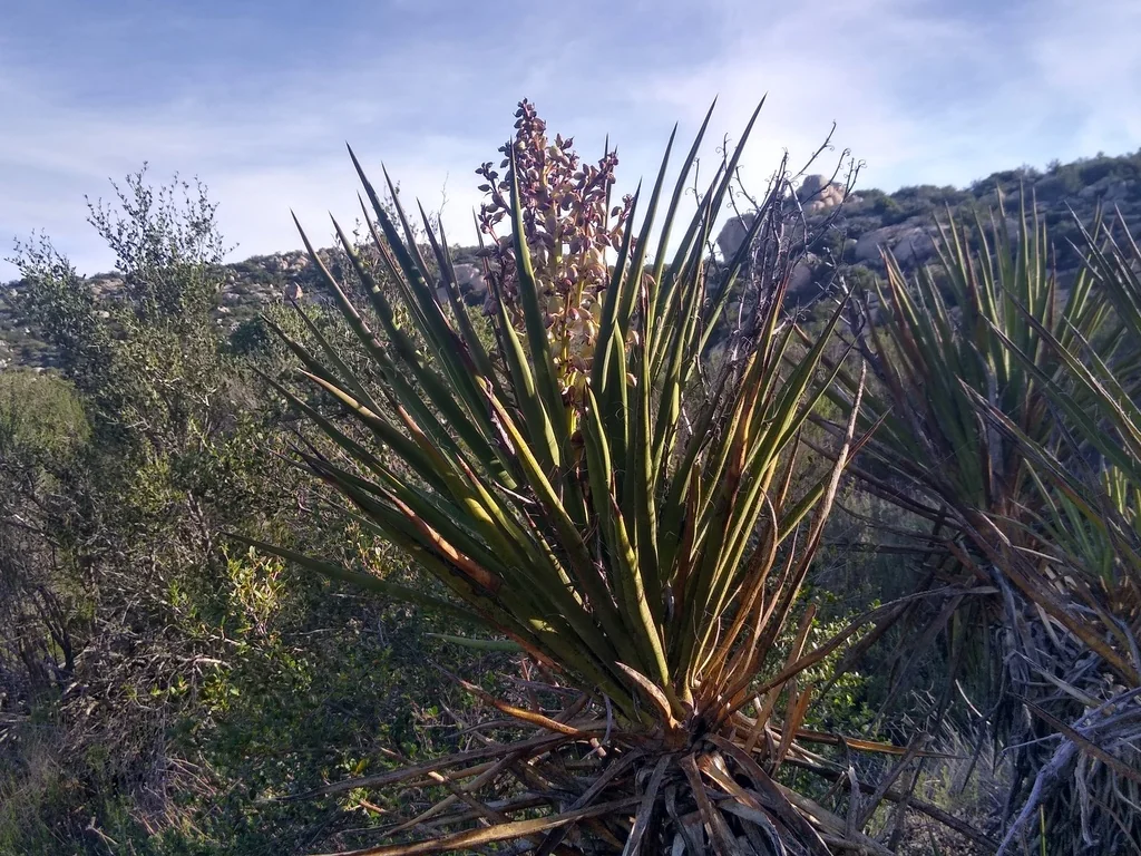 Yucca Schidigera
