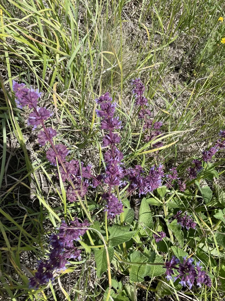 Salvia Verticillata