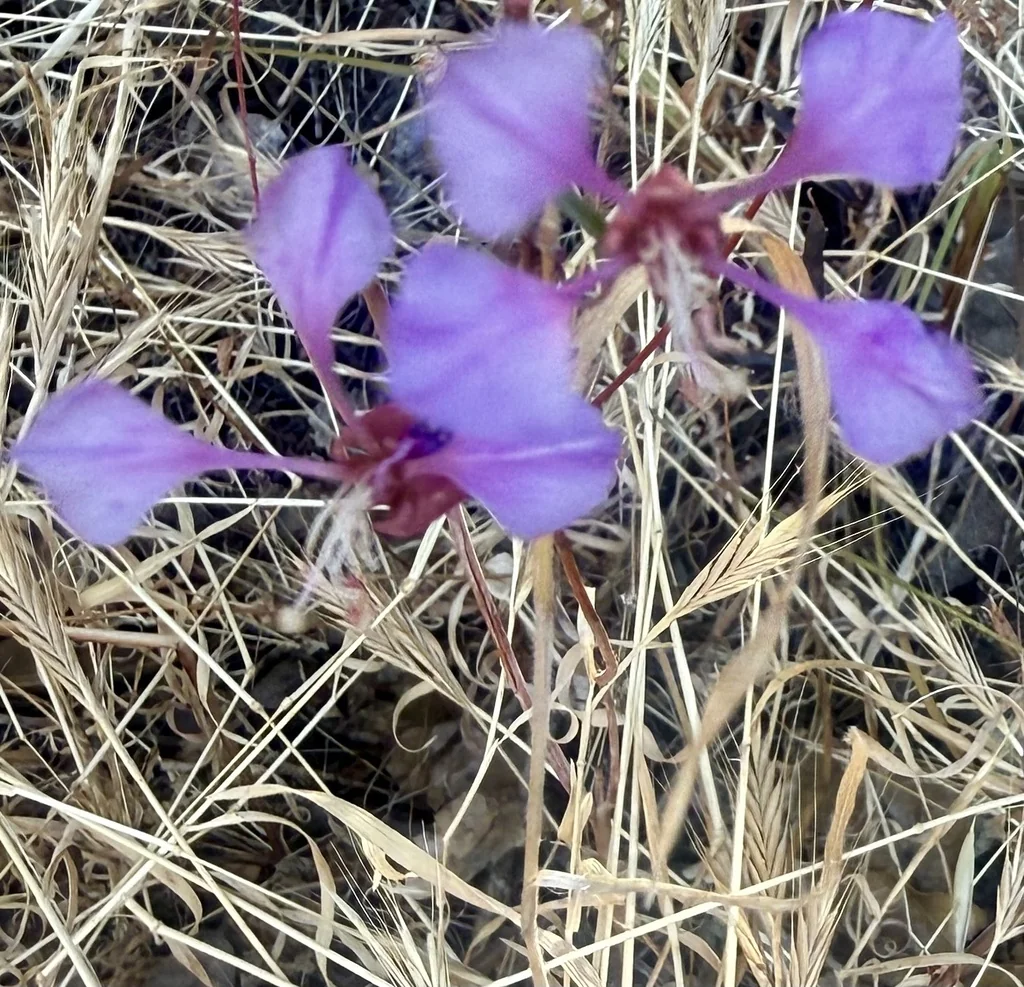 Clarkia Unguiculata
