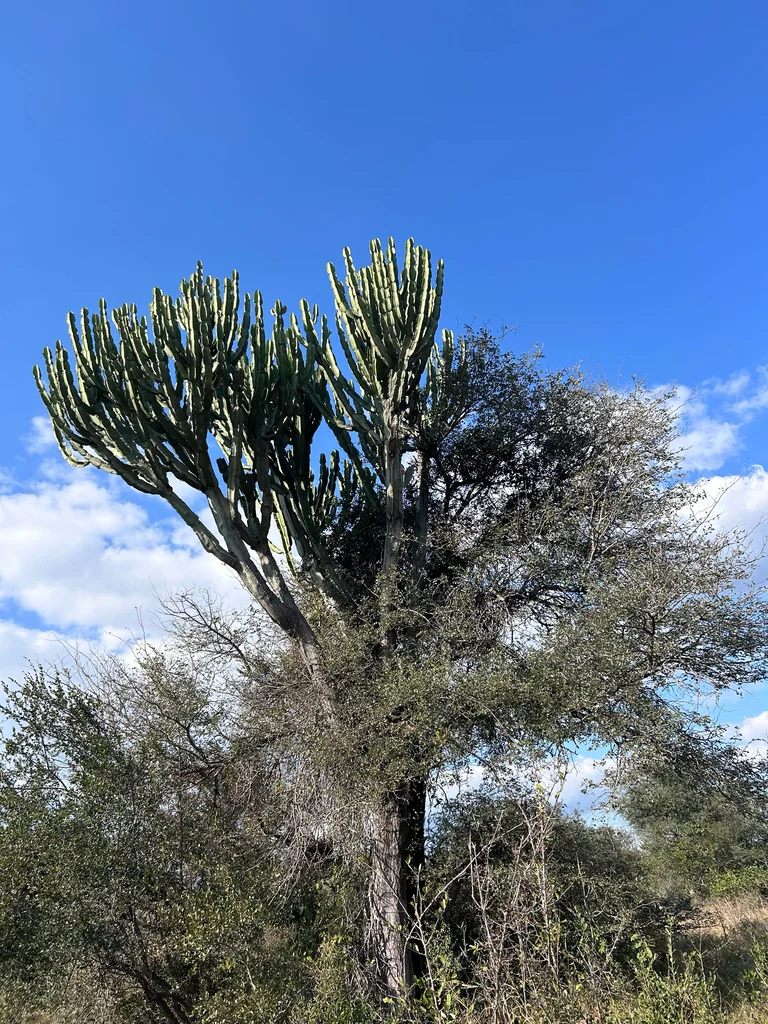 Euphorbia Ingens