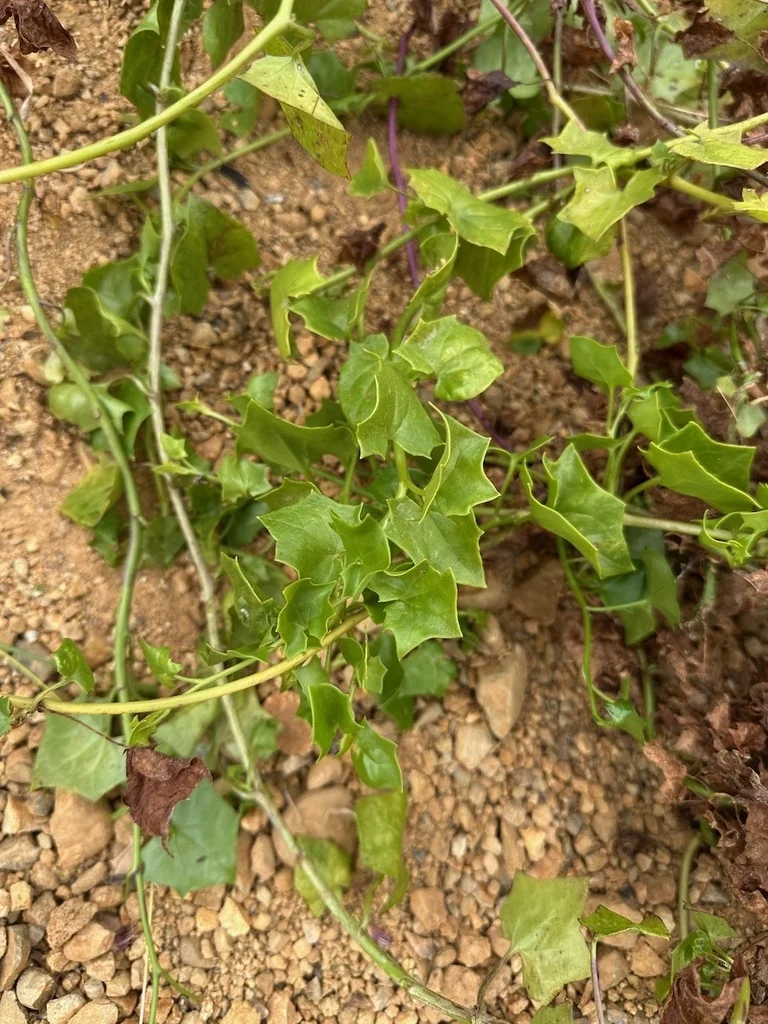 Senecio Confusus