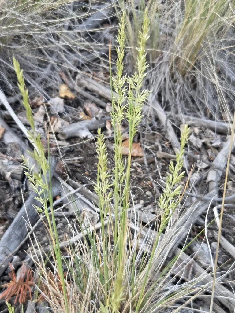 Koeleria Macrantha