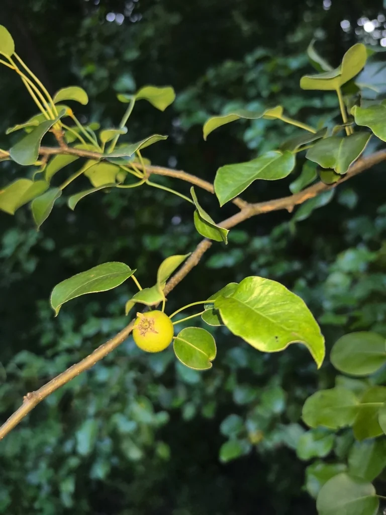 Pyrus Communis