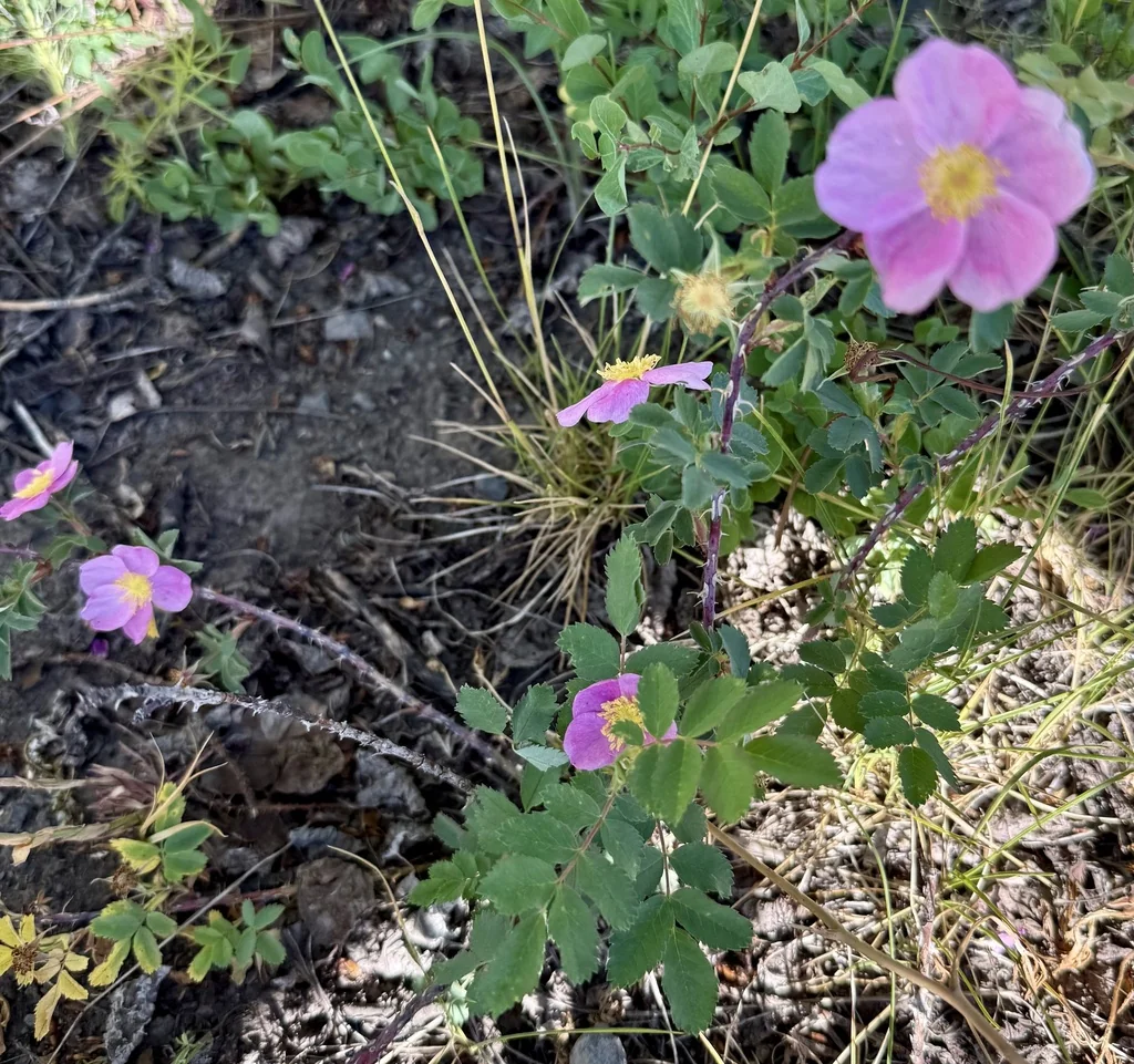 Rosa Woodsii