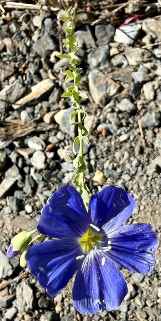 Linum Lewisii
