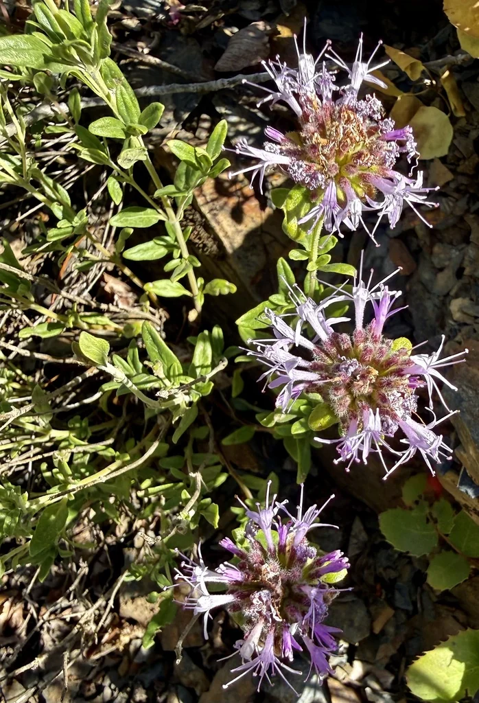 Monardella Odoratissima
