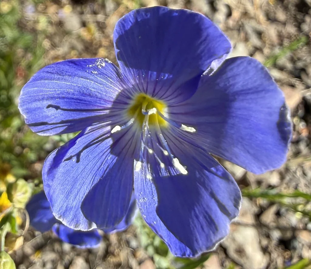 Linum Lewisii
