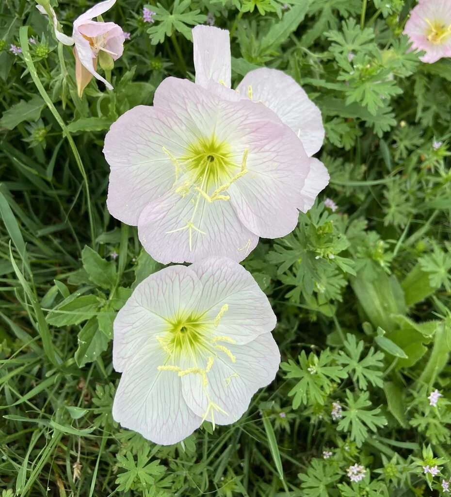 Oenothera Speciosa