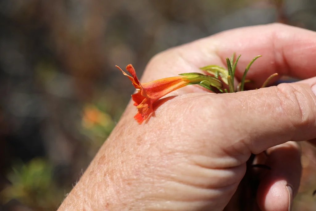 Mimulus Puniceus