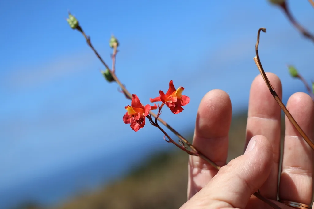 Delphinium Cardinale