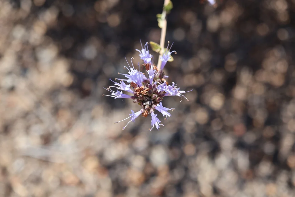 Salvia Clevelandii