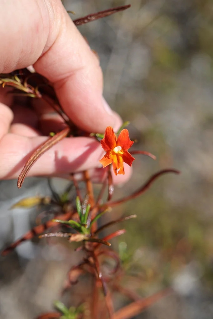 Mimulus Puniceus