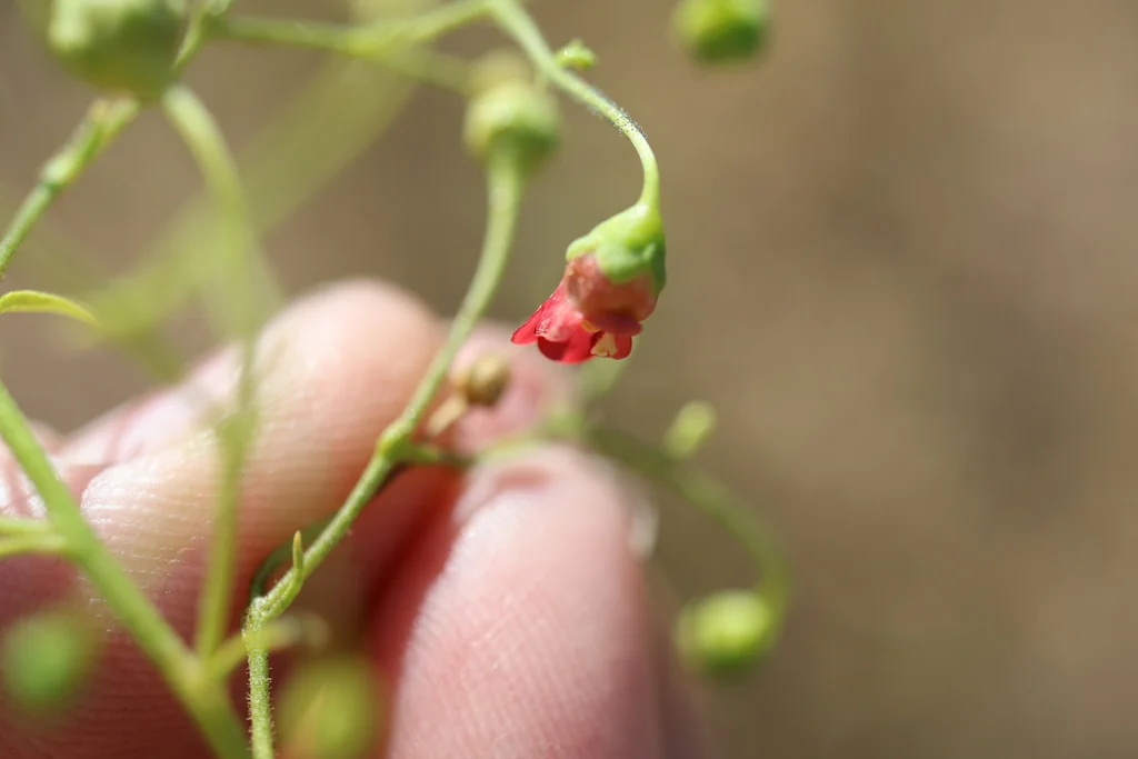 Scrophularia Californica