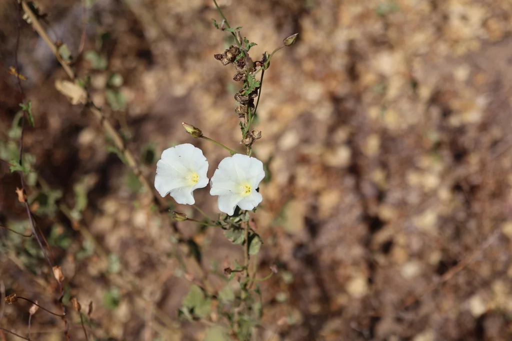 Calystegia Macrostegia