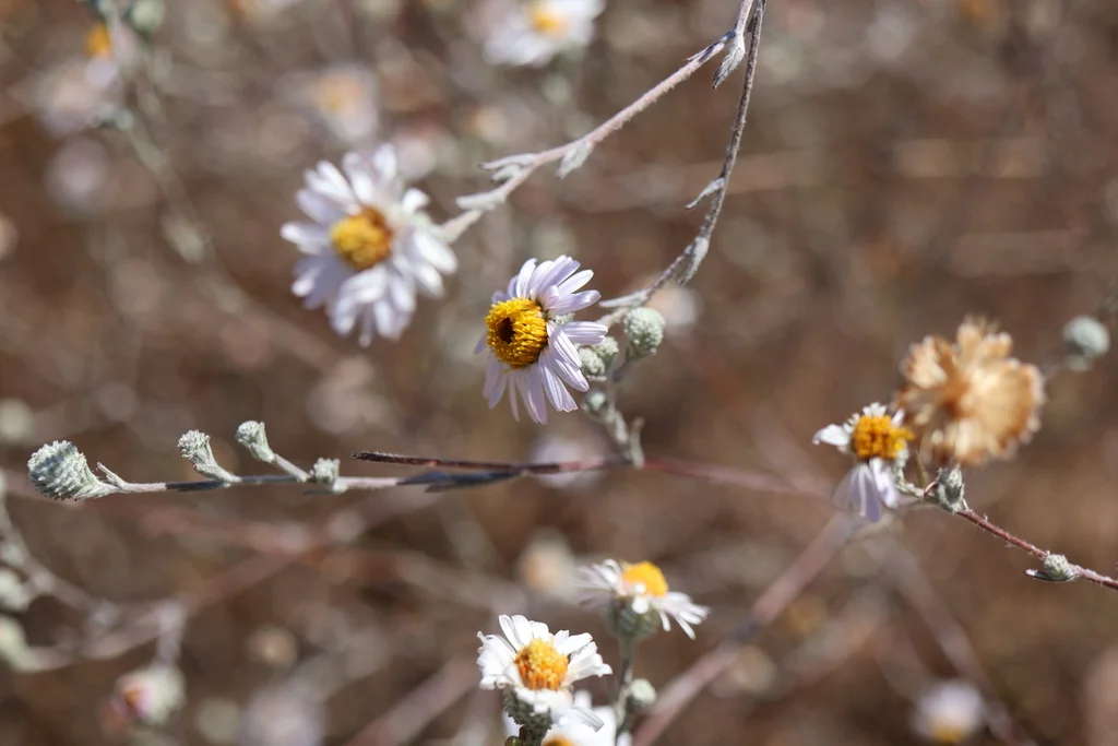 Lessingia Filaginifolia