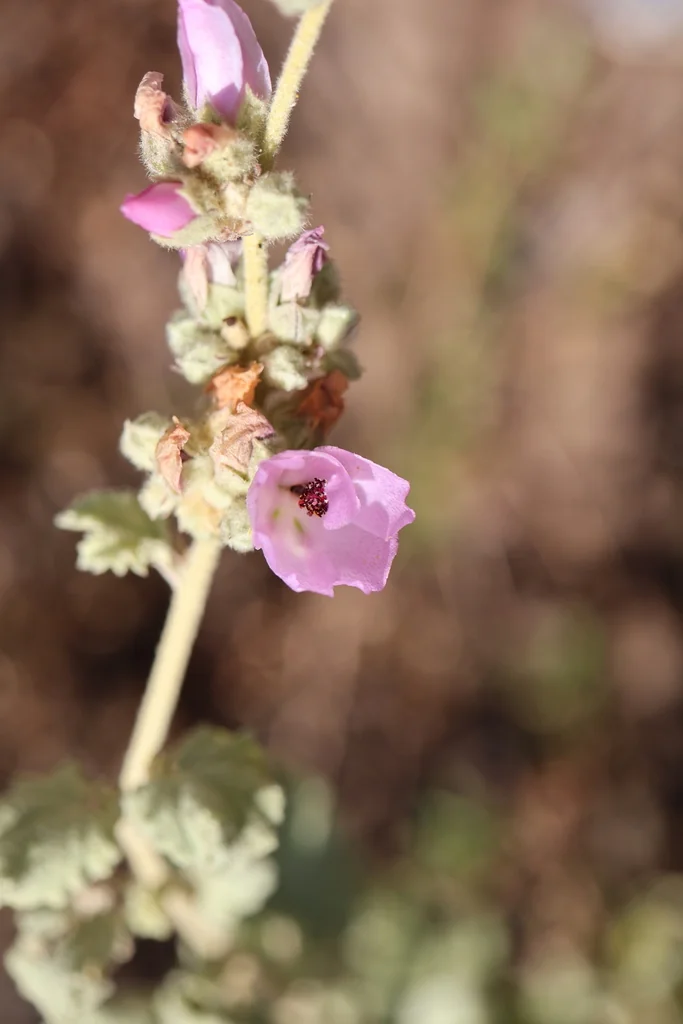 Malacothamnus Fasciculatus
