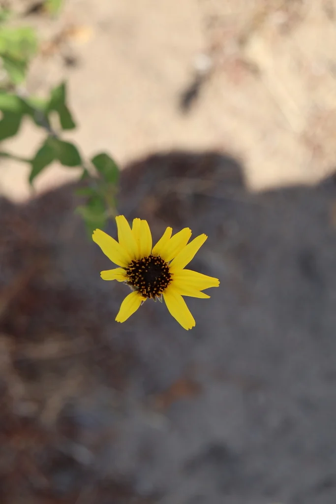 Encelia californica