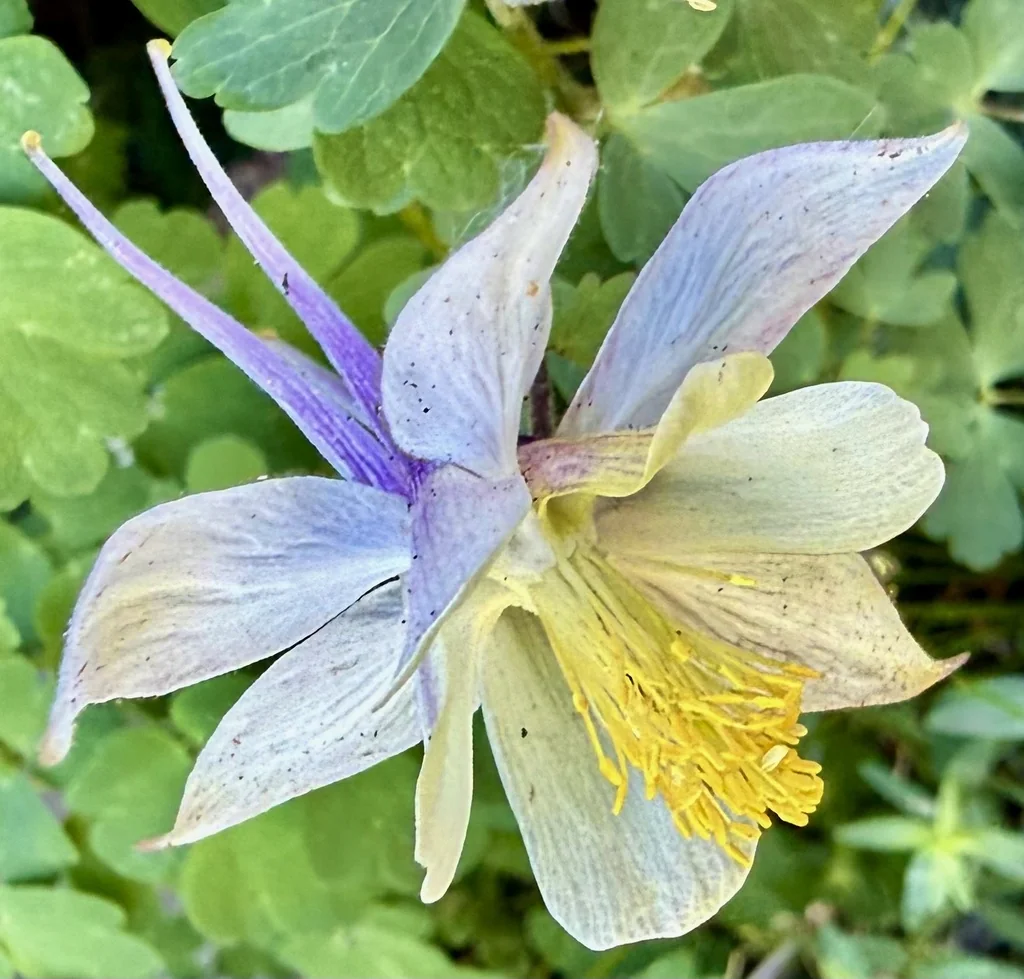 Aquilegia Caerulea