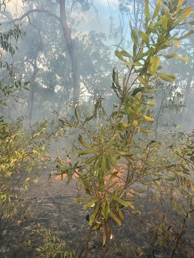 Banksia Integrifolia