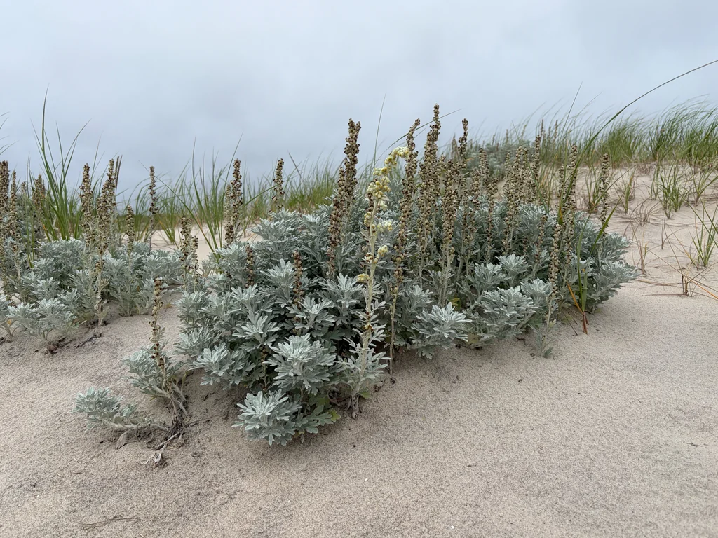 Artemisia stelleriana