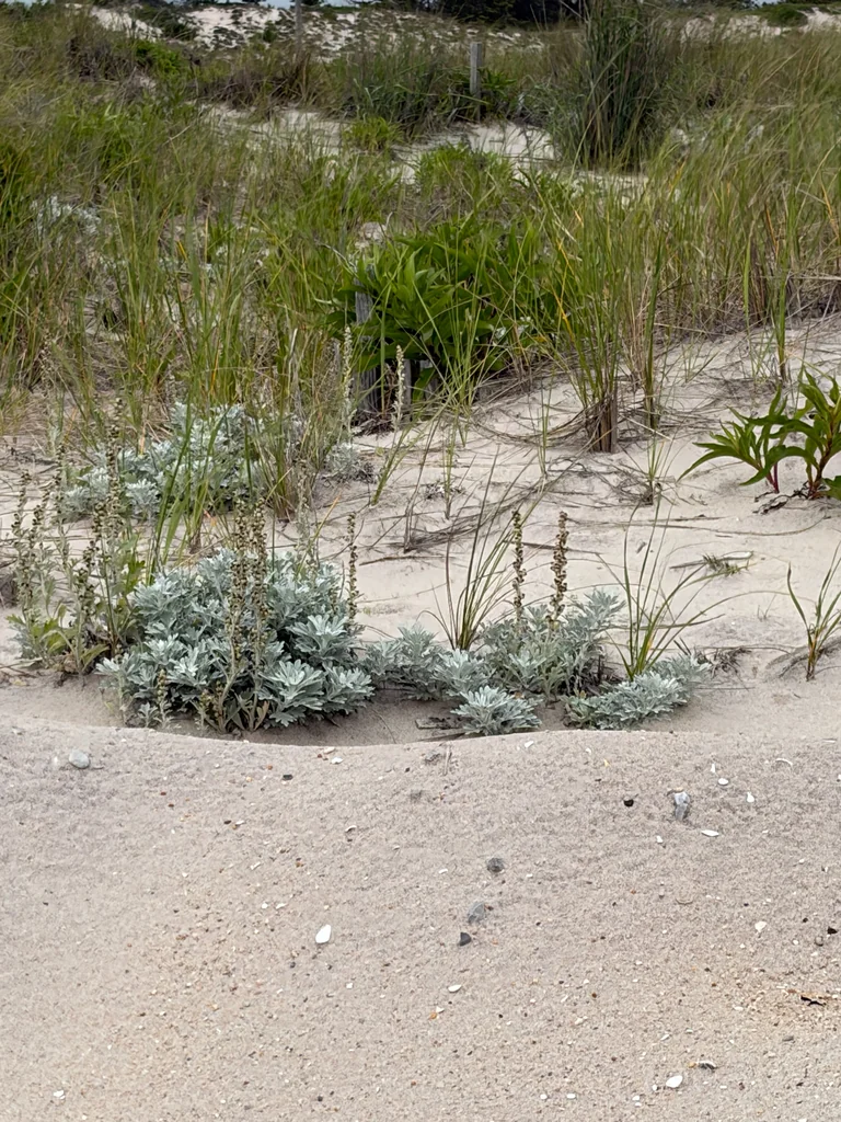 Artemisia stelleriana