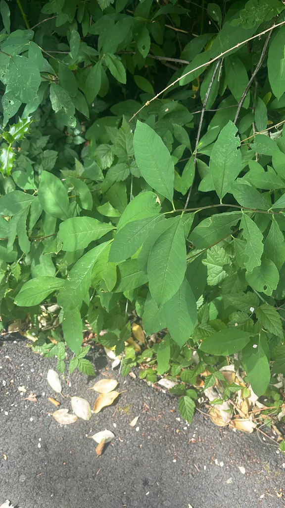 Oemleria Cerasiformis