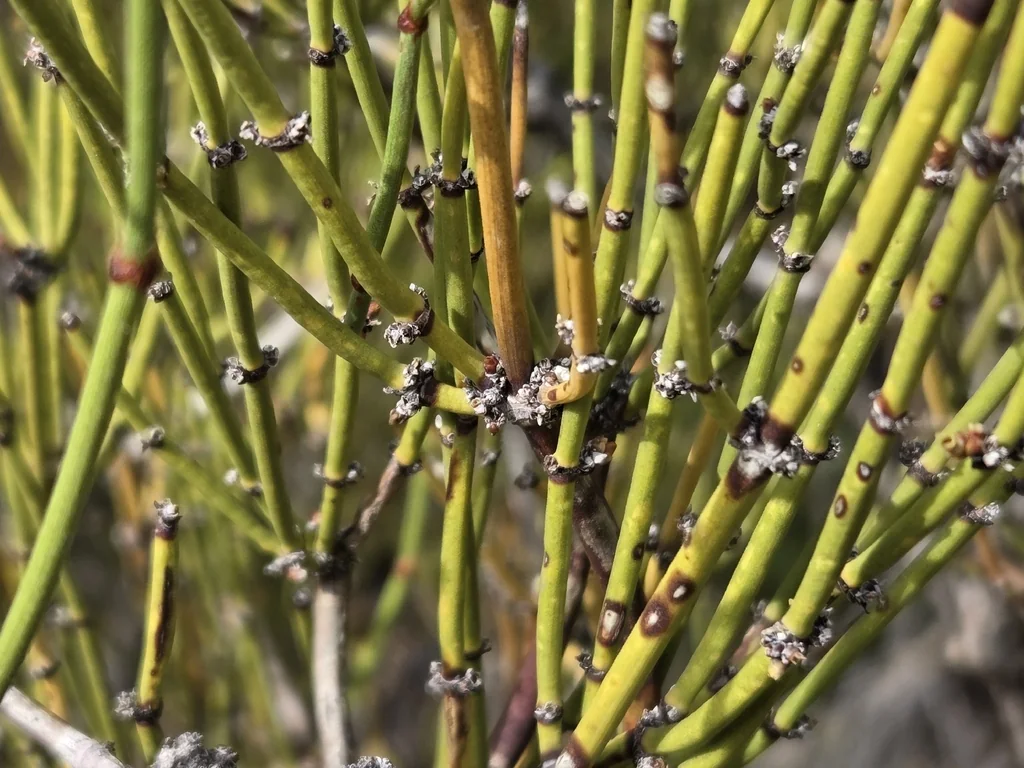Ephedra Viridis
