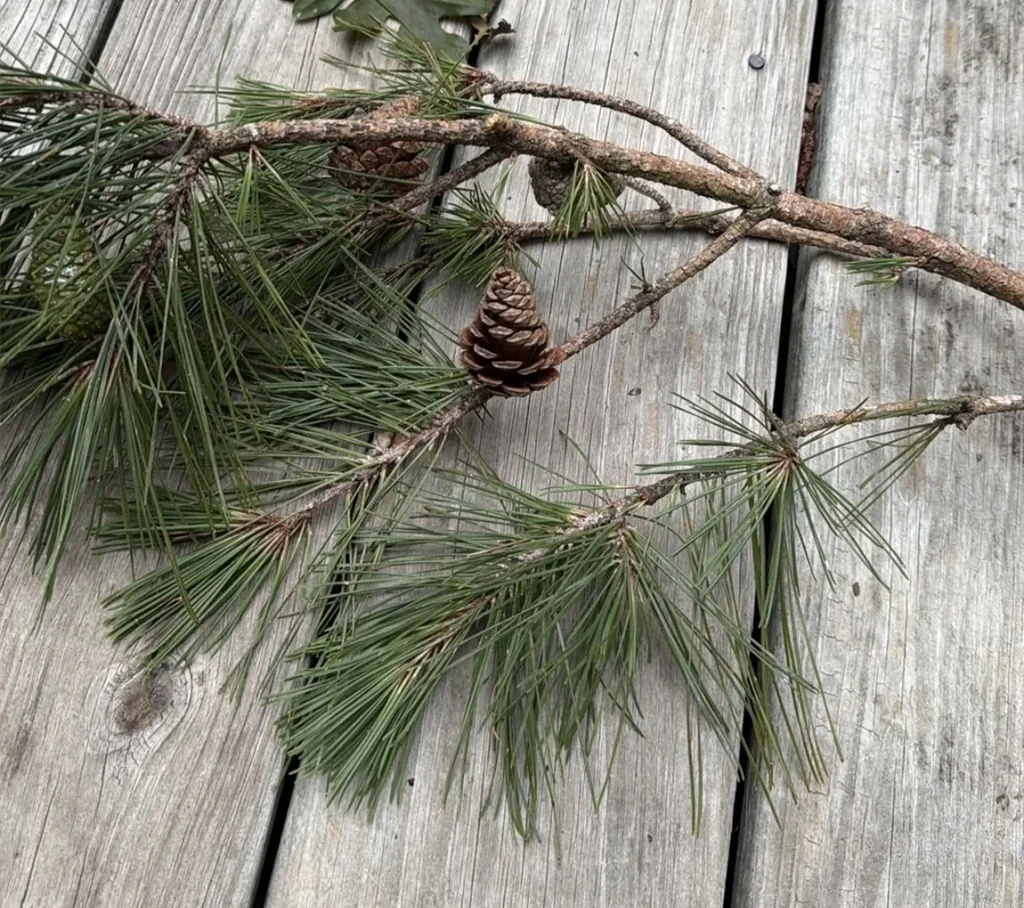 Pinus Echinata