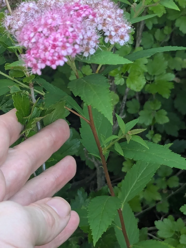 Spiraea japonica