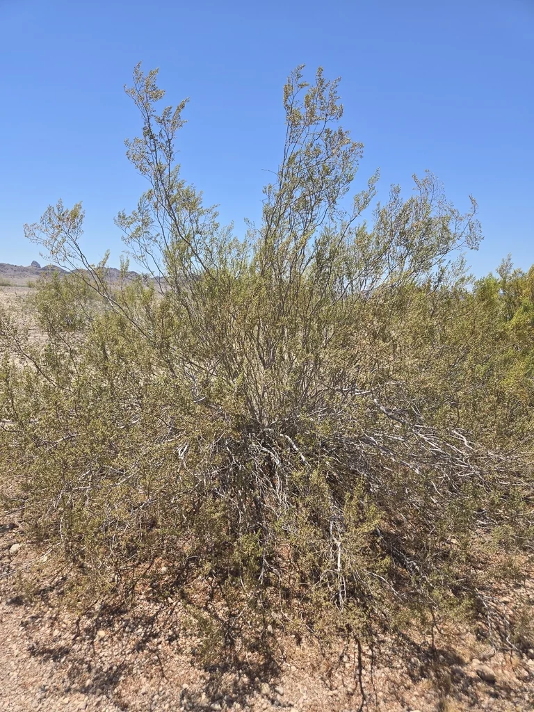 Larrea Tridentata