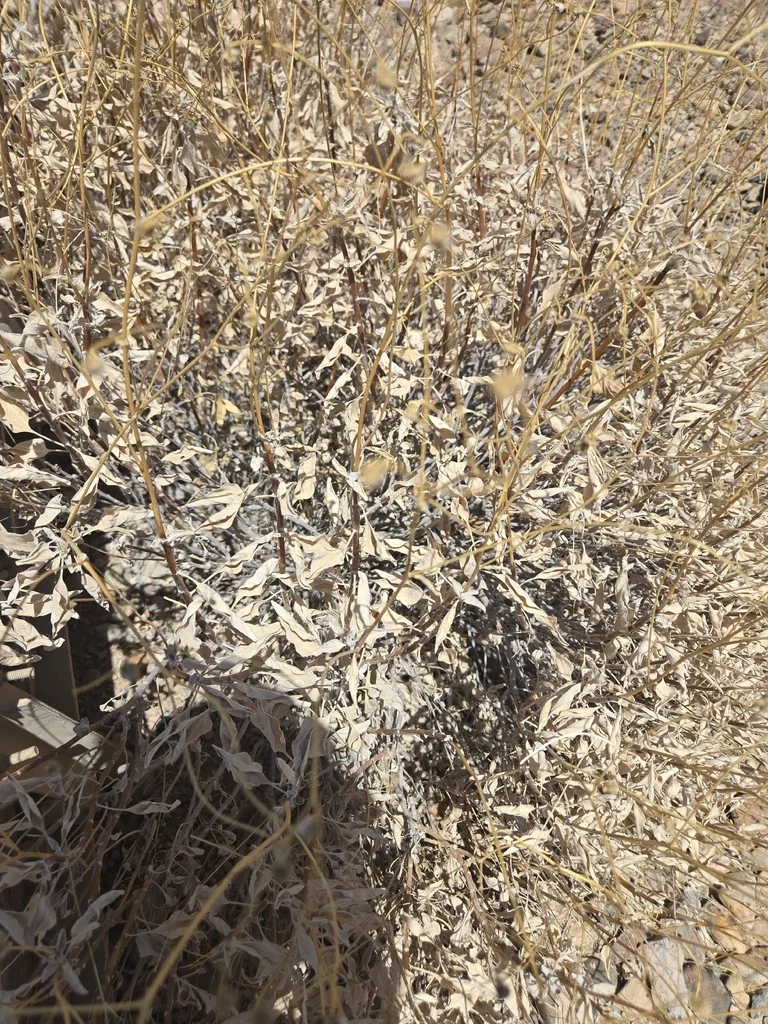 Encelia Farinosa