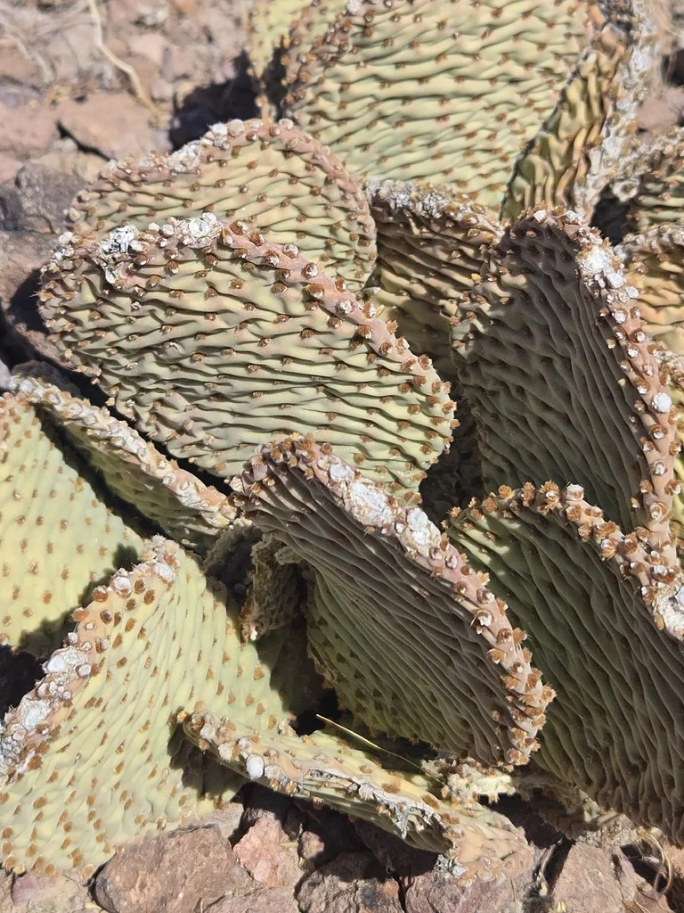 Opuntia Basilaris