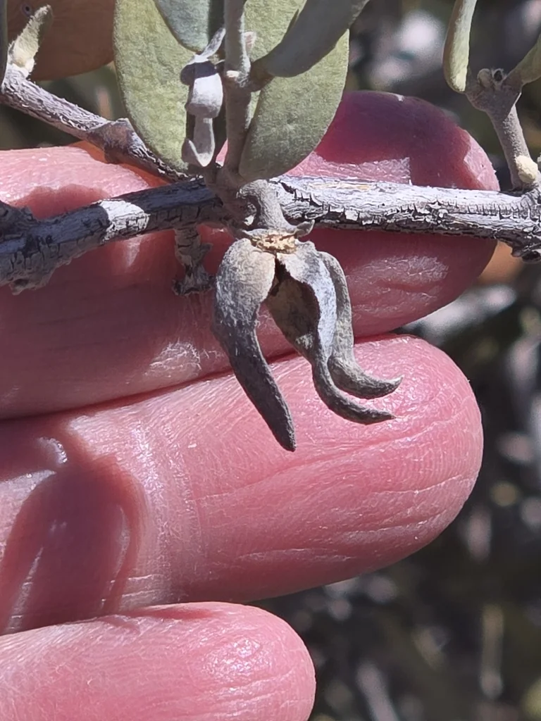 Simmondsia Chinensis