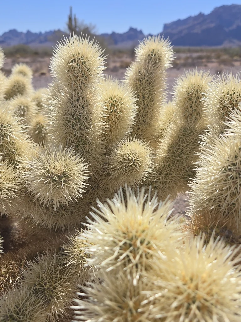 Cylindropuntia Bigelovii