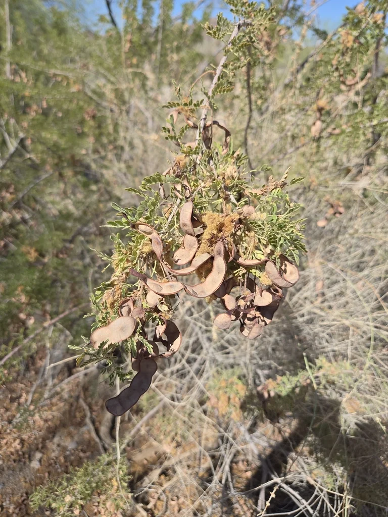 Acacia Greggii