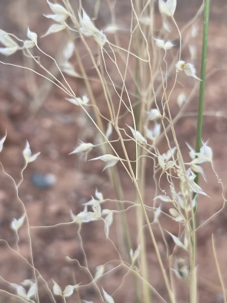 Achnatherum hymenoides