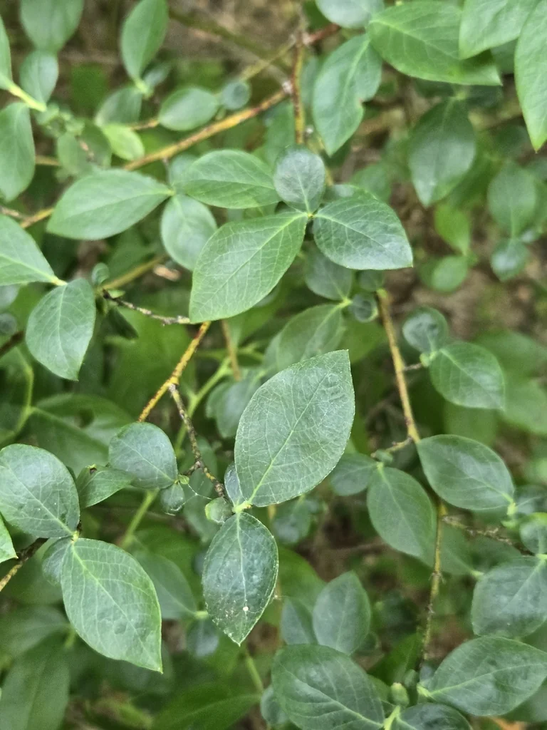 Vaccinium Corymbosum