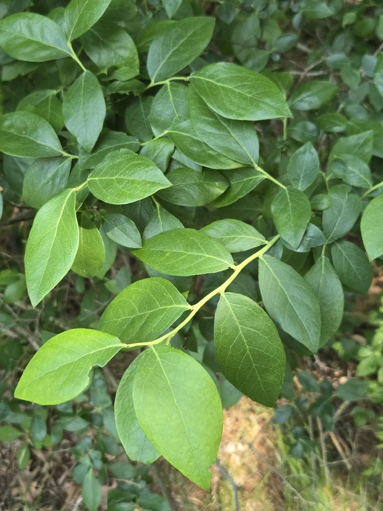 Vaccinium Corymbosum