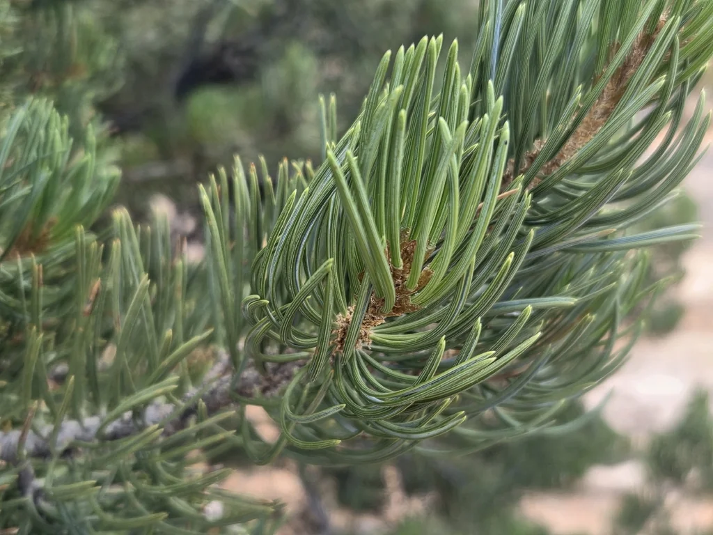 Pinus Edulis
