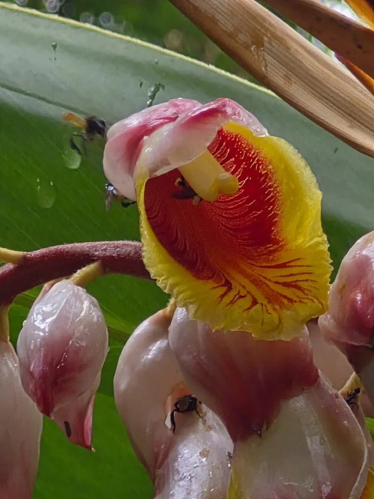 Alpinia Zerumbet