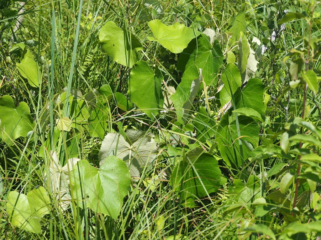 Vitis Labrusca
