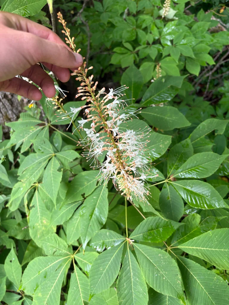 Aesculus Parviflora