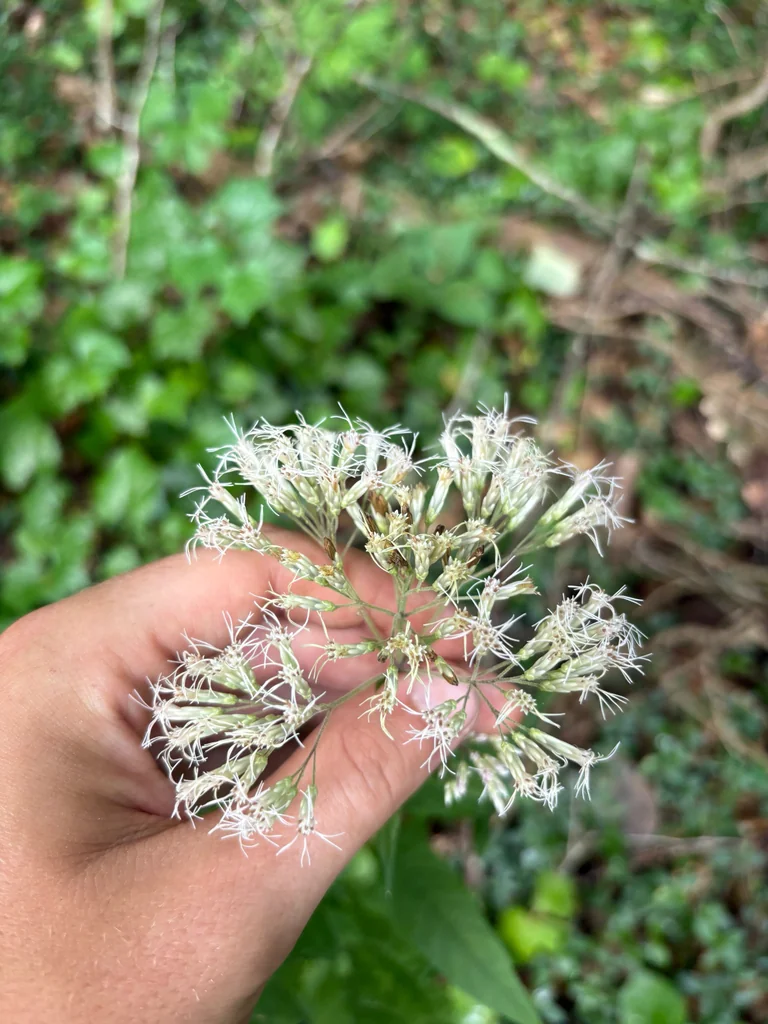 Eupatorium Purpureum