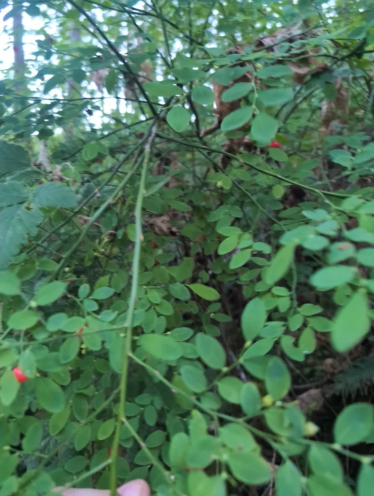 Vaccinium Parvifolium