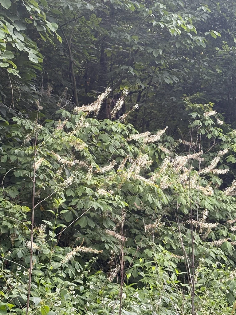 Aesculus Parviflora