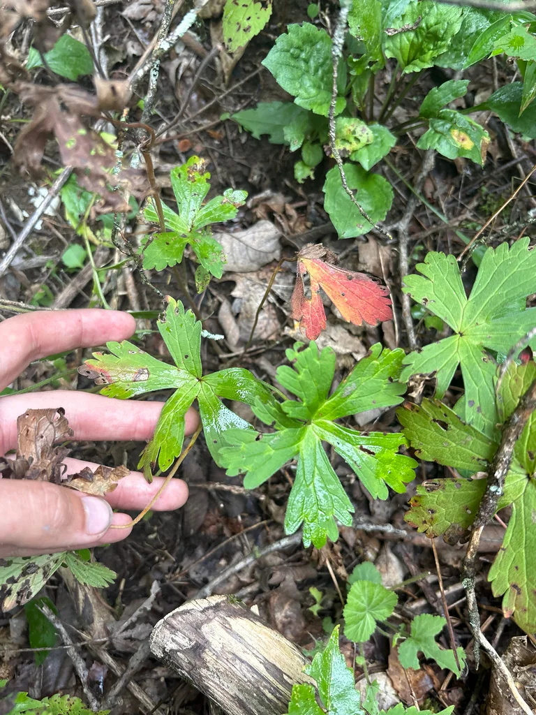 Geranium Maculatum