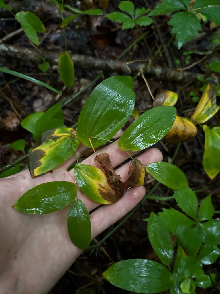 Uvularia Perfoliata