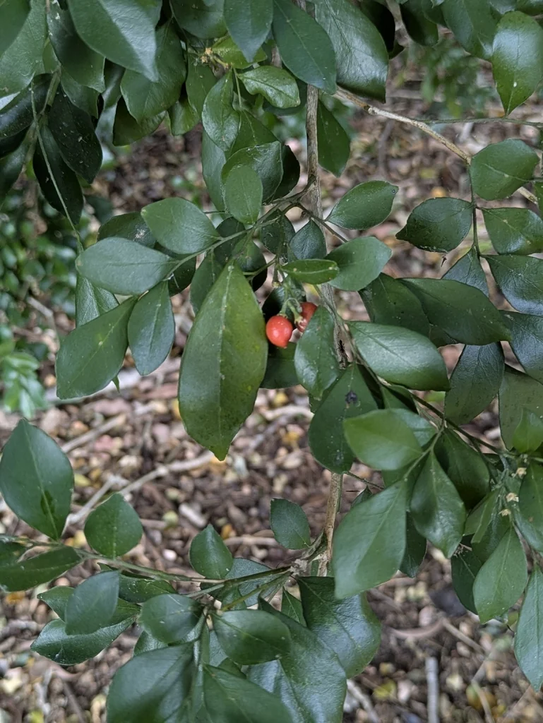 Murraya Paniculata